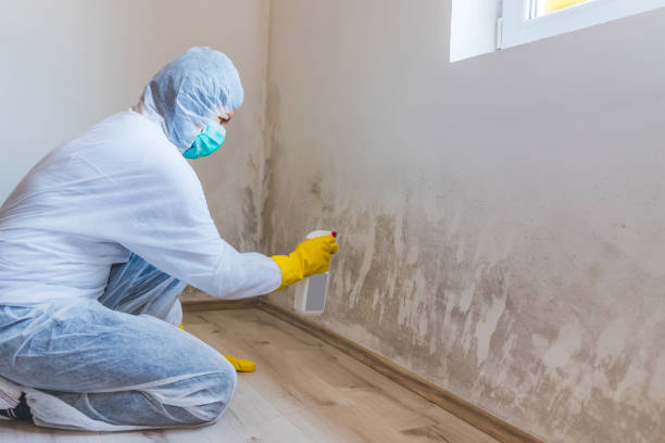 Licensed Mold Remediation service in Old Bethpage, NY - WQB Mold Removal